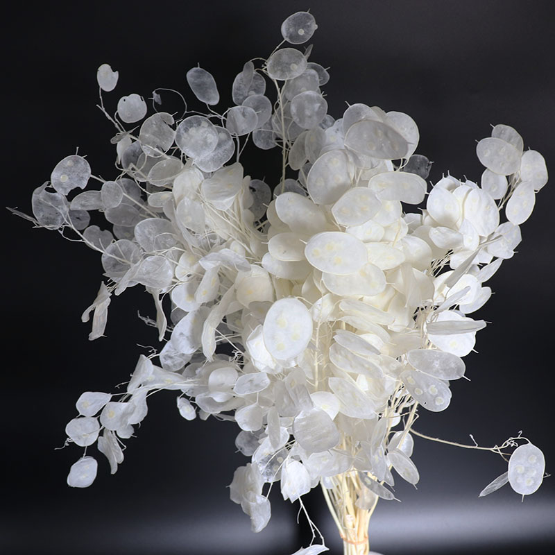 Eucalyptus Preserved - Bunga Lunaria diawetkan untuk pengaturan pernikahan,