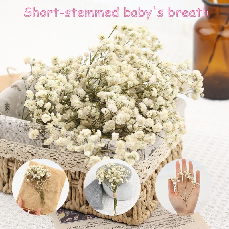 Florist Supply Vases - 50pcs Bunga Gypsophila Baby's Breath Kering
