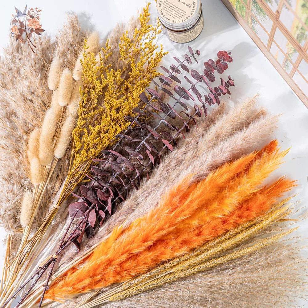 60pcs Bunga Pampas Kering Warn - Eucalyptus Preserved ulasan dan harga