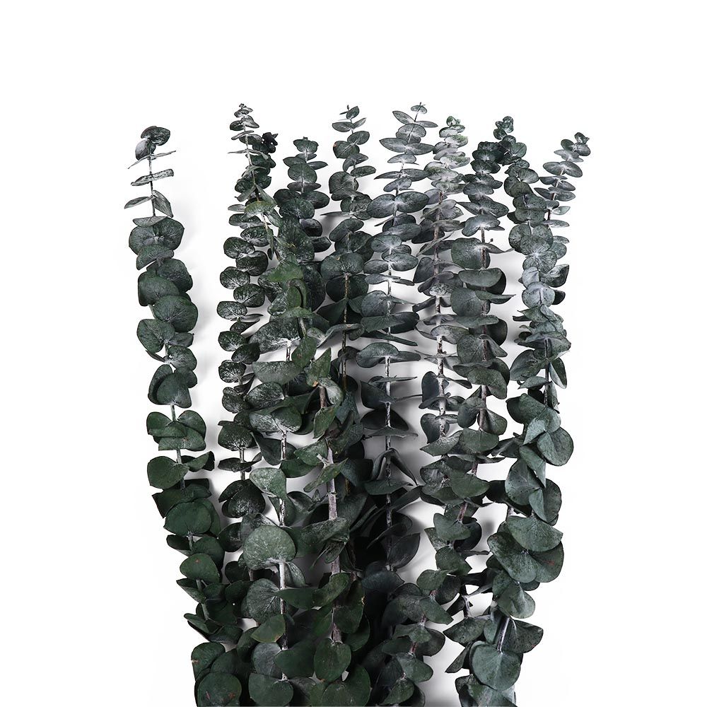 10 Buah Daun Eucalyptus Kering - Eucalyptus Preserved ulasan dan harga
