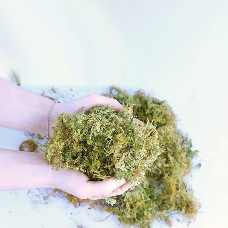 Lumut Kering Alami untuk Alas  - Preserved Moss Sheet ulasan dan harga
